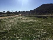 Paisaje verde y flores blancas